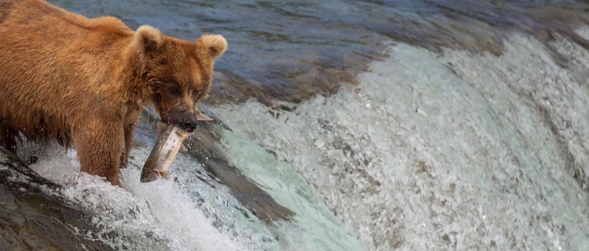 Bear Fishing